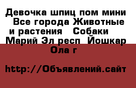 Девочка шпиц пом мини - Все города Животные и растения » Собаки   . Марий Эл респ.,Йошкар-Ола г.